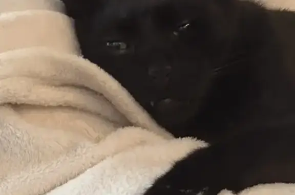 Lost cat, Boyd Street, 12, Ku-ring-gai Council, Wahroonga — black short hair - photo
