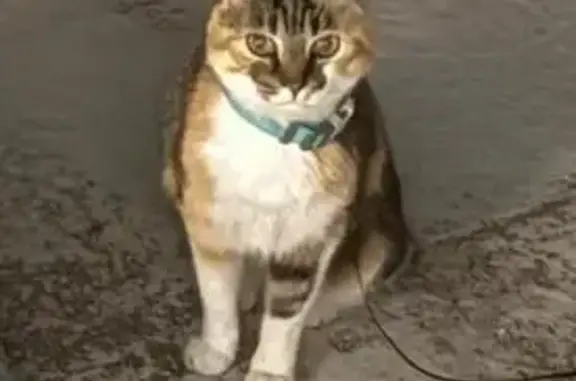 Perdido gato hembra, Calle Tim...