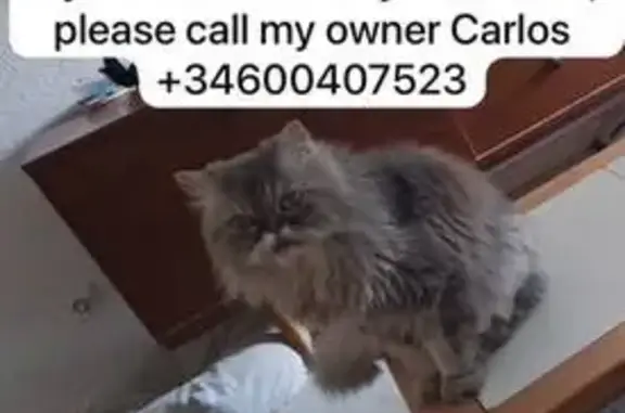 Perdido gato masculino, Calle...