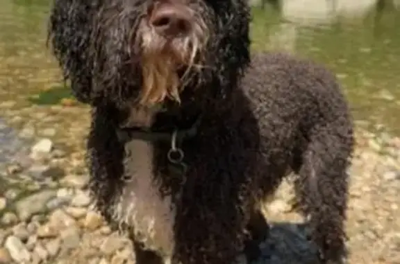 No es de aquí, su familia ha venido de vacaciones y no conoce la zona. Salió corriendo con miedo y lo atropellaron.
