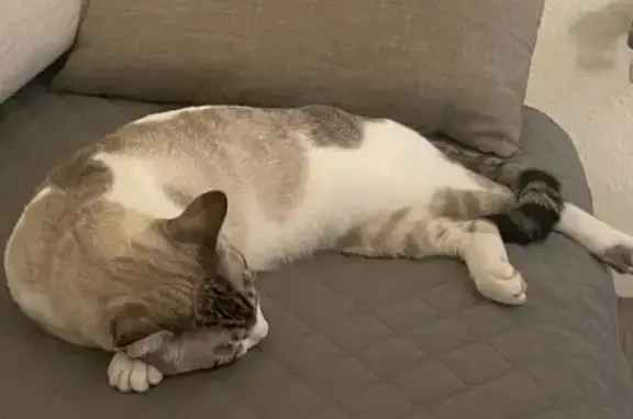 Perdido gato hembra, Calle Hue...
