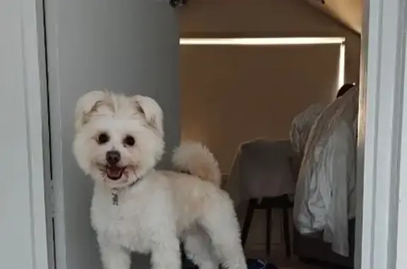 Lost dog, Fennell Street, City of Parramatta Council, Sydney — small cream-coloured Maltese / Pomeranian mix - photo