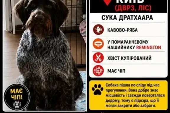 Зникла собака, Алматинська вулиця, Київ — мисливська німецький дратхаар у помаранчевому нашийнику - photo