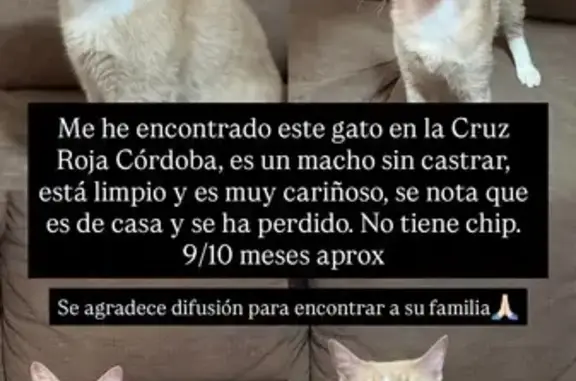 Gato encontrado Cordoba, foto: Encontrado gato macho, Calle Puerta de Almodóvar, Cordoba - muy cariñoso