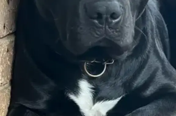 Lost dog, Bennett Road, 60-62, Windsor - photo