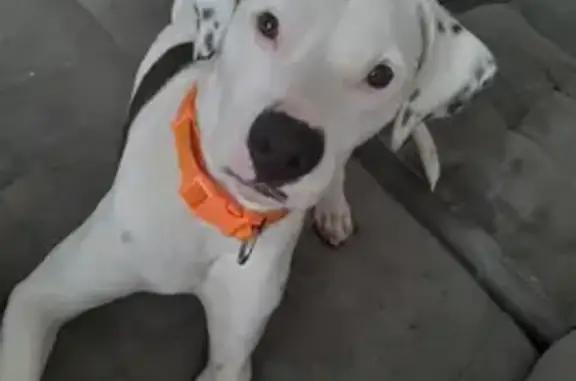 Encontrado perro macho, Calle...