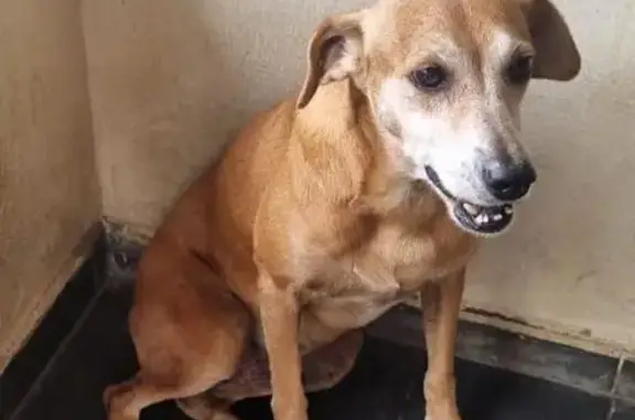 Perdido cachorro fêmea, Rua Paulo Sebastião Ferreira Malet, 14 — caramelo, 11 anos - photo