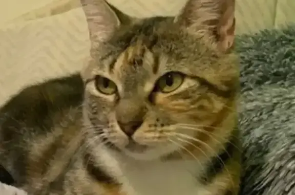 Lost cat, Waterfern Street, Melton, Whitehorse — timid female cat - photo