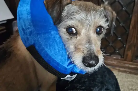 Lost dog, South Sandusky Avenue, 7546, Oklahoma City — nervous, sweet brown terrier mix - photo