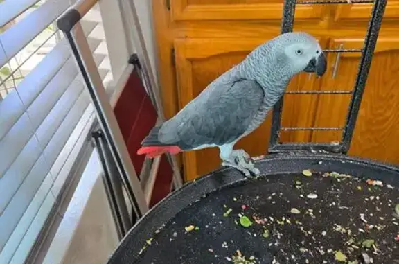 Lost bird, Spring House Way, E...