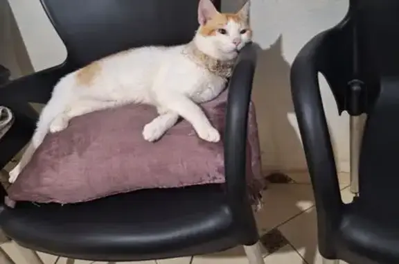 Perdido gato macho, Rua Aracaju, 24 — amarelo com branco - photo