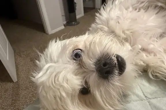 Lost dog, Wood Quail Way, 1716, El Paso — white shih tzu, blue and brown eyes - photo
