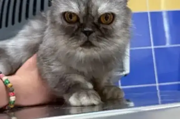 Perdido gato hembra, Paseo Con...