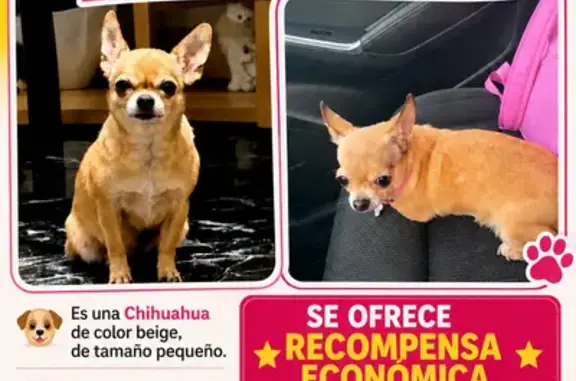 Perdido perro hembra, Calle Pontarrón, 30, Cieza — beis, rabo cortado - photo