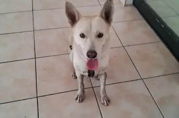 Encontrado perro macho, Avenida de la Marina, 4113, Mazatlán, Mazatlan - se sienta y da la pata - photo