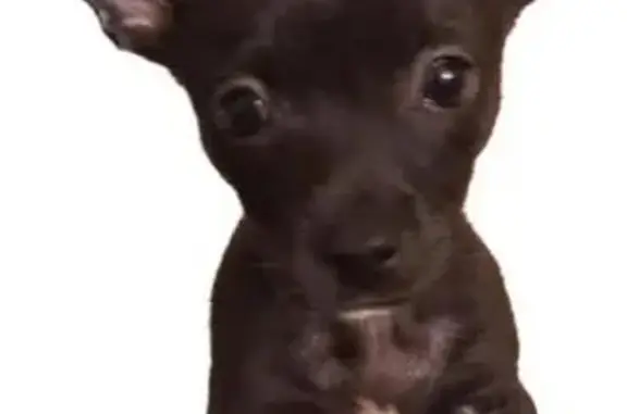 Lost dog, Lewis Road, 428, San Jose - female Chihuahua, black with white paws - photo