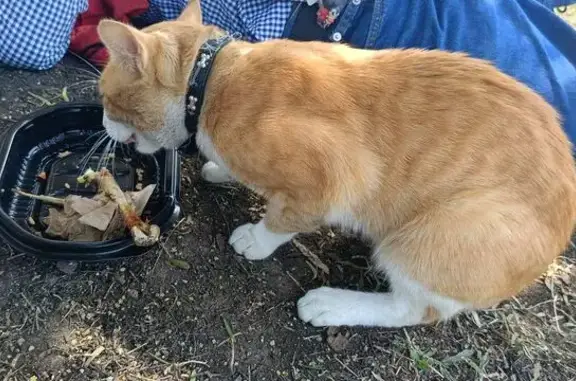 Encontrado gato macho, Calle N...