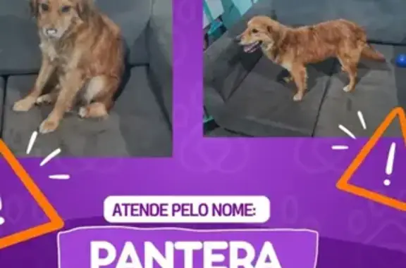 Perdido cachorro fêmea, Rua Sagitário, 429 - pequena, caramelo e dócil - photo