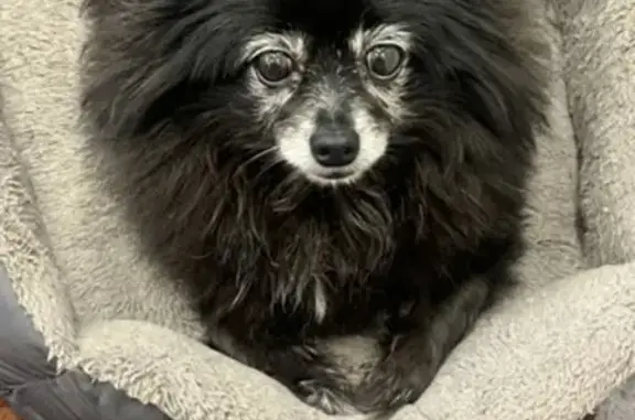 Lost dog, Fairfield, New South Wales, Sydney — female chihuahua with black long fur and a white face - photo