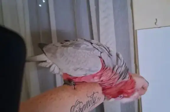 Lost bird, Thomas Street, 1, Unley - very cheeky - photo