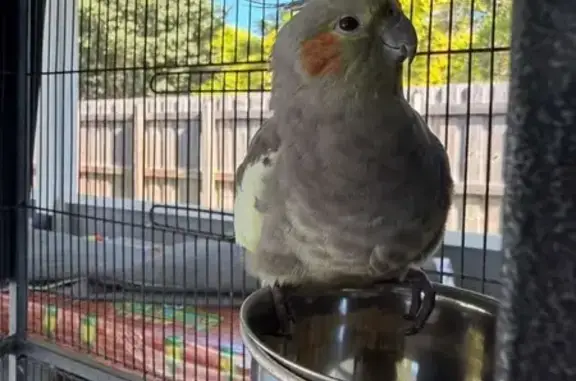 Lost bird, Southwest 223rd Lan...