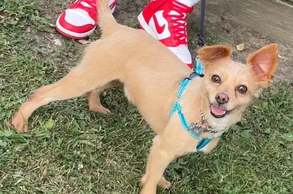 Lost dog, South Spaulding Avenue, 5629, Chicago - male - photo