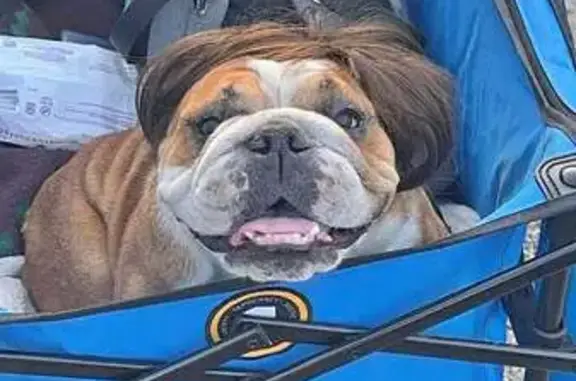 Lost dog, Michael Street, Cathlamet - senior female English bulldog, hard of hearing and low vision - photo