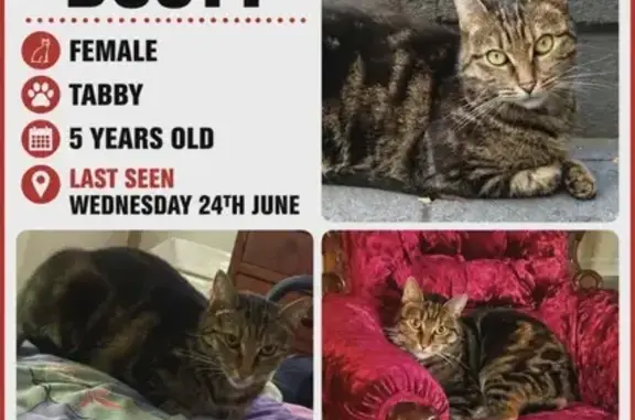 Lost cat, Melbourne - orange right back foot - photo