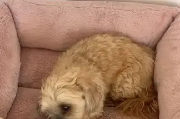 Lost dog, Pennant Drive, Fraser Coast, Point Vernon — female, friendly shih tzu cross - photo