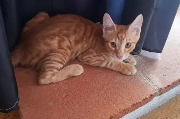 Perdido gato macho, Carrer de...