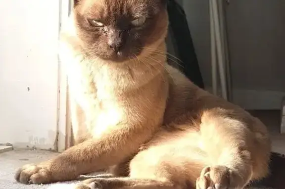 Lost cat, Melbourne, Victoria, Port Phillip — female creme Burmese, gentle and timid - photo