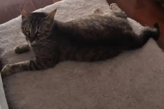 Perdido gato hembra, Carrer de...