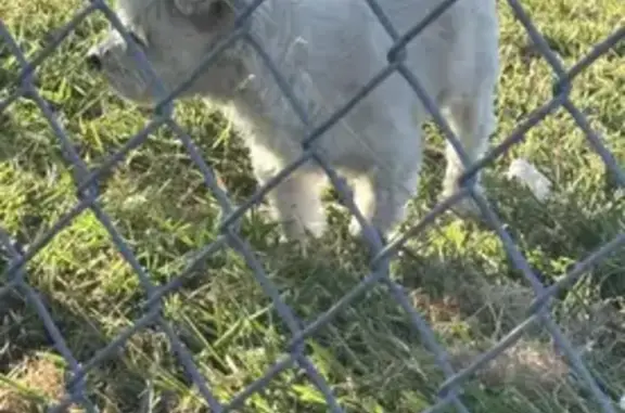 Lost dog, Royal Cedar Drive, 6427, Dallas - all white, not easily approachable - photo