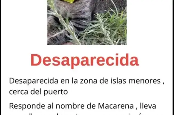 Perdido gato hembra, Calle Isl...
