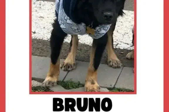 Perro perdido, C-230a, 17, Lleida — negro y esquivo - photo