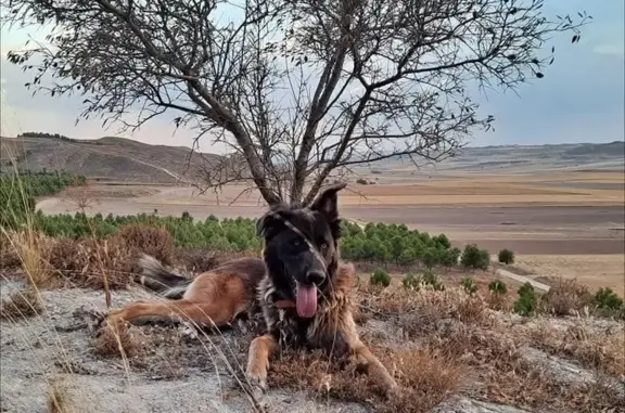 Perdido perro macho, Tarancón, Castilla-La Mancha, Arganda - collar negro desgastado y cola en forma de abanico - photo