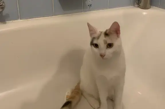 Lost pets Sydney, photo: Lost cat, Reynella, South Australia, Sydney - white calico domestic short hair