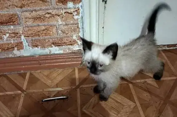 Кошеня в блакитному ошийнику