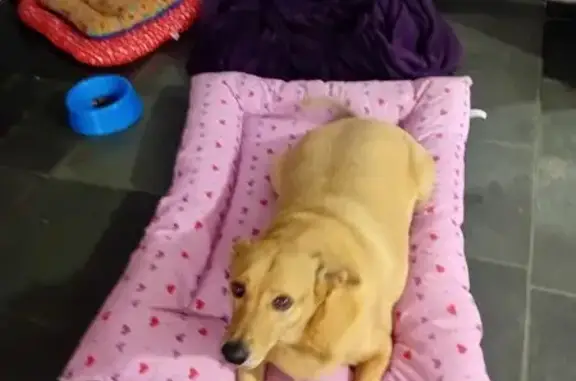 Perdido cachorro macho, Rua Doutor Camilo Haddad, 110 - caramelo, grande, 30 kg - photo