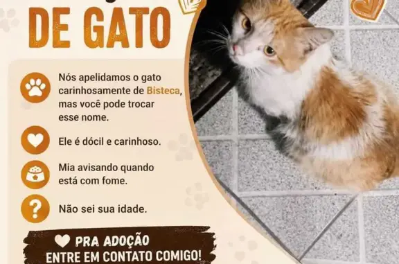 Encontrado gato macho, São Pau...