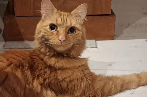 He is a beautiful orange ginger long hair cat. He is 6 years old. He has a long fluffy tail. He is 6 years old, microchipped and is wearing a collar. He is generally friendly but he may run away from the strangers. He maybe scared and hiding in bushes, garages or any hiding place in gardens.