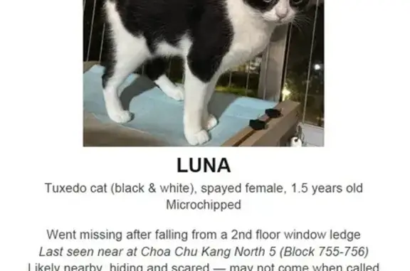 Missing cat Hougang, photo: Lost cat, Singapore 680755, Hougang - tuxedo cat slipped off a 2nd-floor ledge