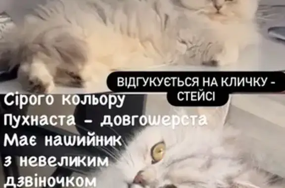 Зникла кішка, бульвар Героїв Крут, Чернівці — з маленьким дзвіночком на нашийнику - photo