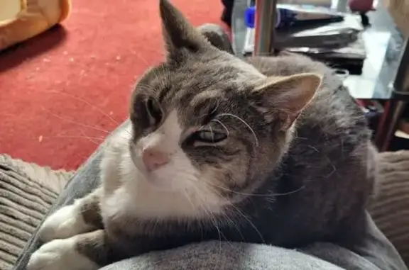 Lost cat, Tideswell Road, Ecclesfield — male, microchipped, neutered - photo