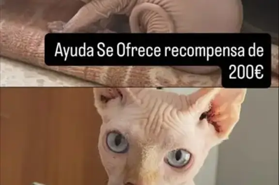 Perdido gato macho, Utrera, An...