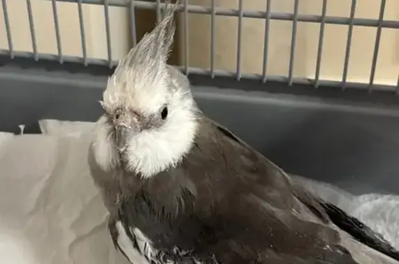 Gris y blanca. Estaba en un patio de vecinos.