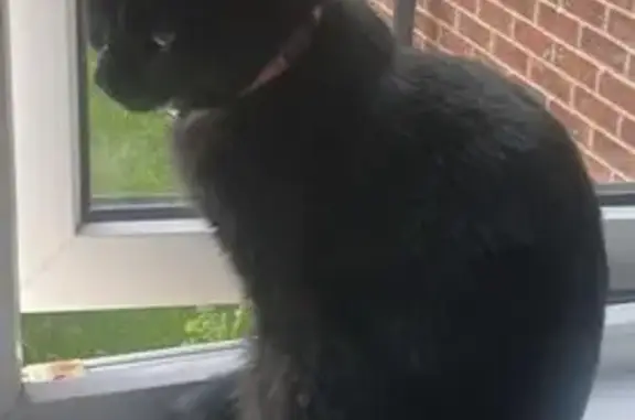 Lost cat, Charing Cross Station (Stop H), London — chipped female cat - photo