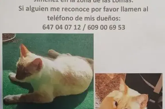 Perdido gato, Calle Juan Ramón...