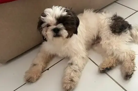 Encontrado cachorro macho, 2ᵃ Avenida Sul, Samambaia — branco com manchas marrom escuro e focinho preto - photo