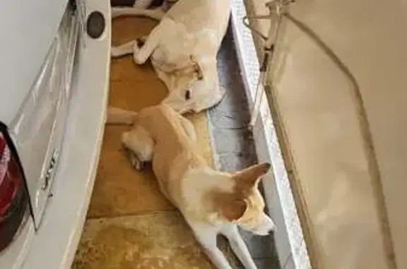 Encontrado cachorro macho, Vil...